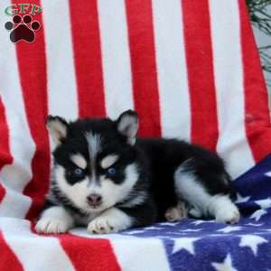 Galina, Pomsky Puppy